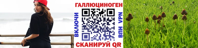 Галлюциногенные грибы Psilocybine cubensis  Белозерск 